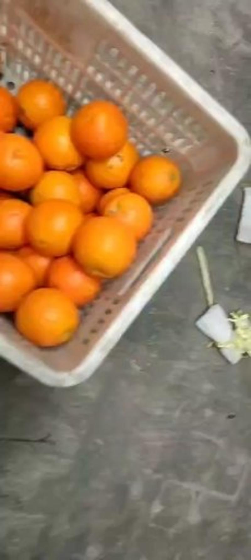 脐橙果汁专用脐橙大量供应，欢迎全国老板联系咨询可视频看货