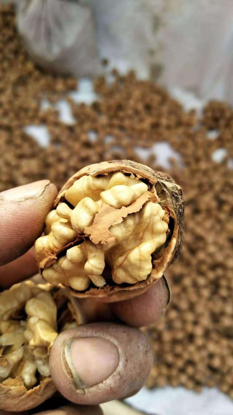 【精选纸皮核桃】唐山特产皮薄如纸果仁饱满，产地直销。