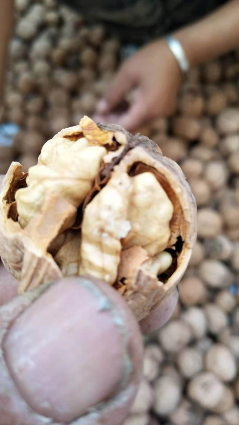 【精选纸皮核桃】唐山特产皮薄如纸果仁饱满，产地直销。