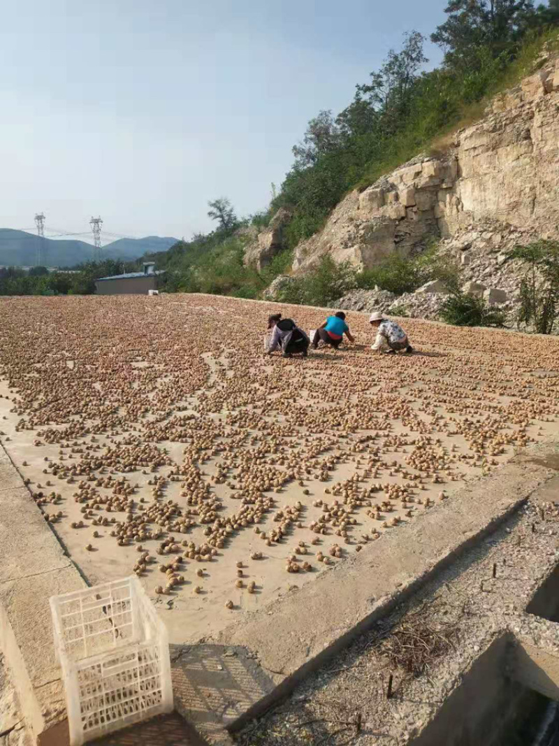 【精选纸皮核桃】唐山特产皮薄如纸果仁饱满，产地直销。