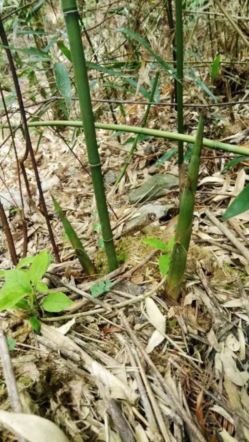 四川水竹笋丶薰制品