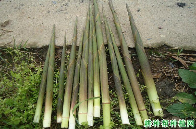 四川水竹笋丶薰制品