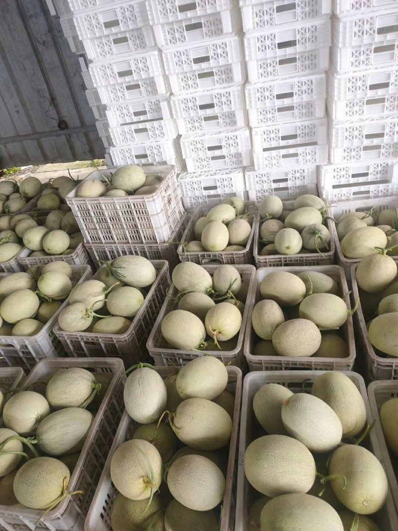 网纹瓜阳历五六月量大