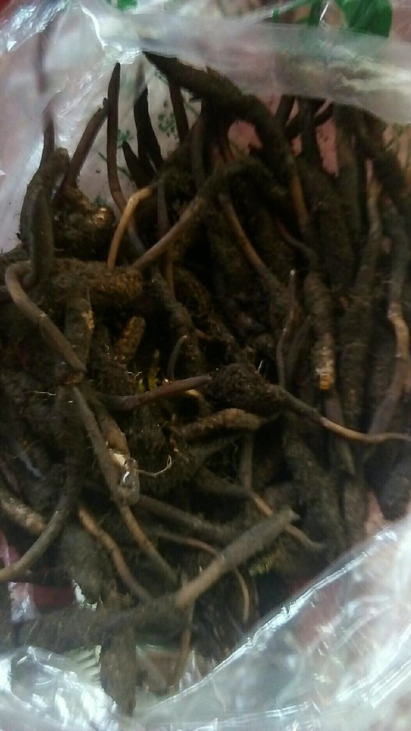 川藏甘孜州理塘县高原虫草
