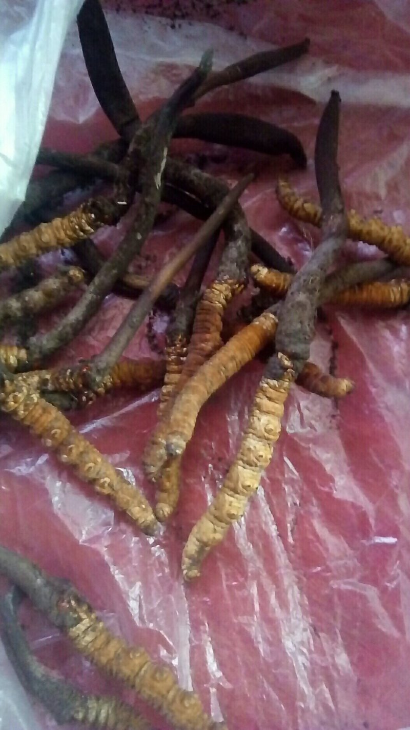 川藏甘孜州理塘县高原虫草