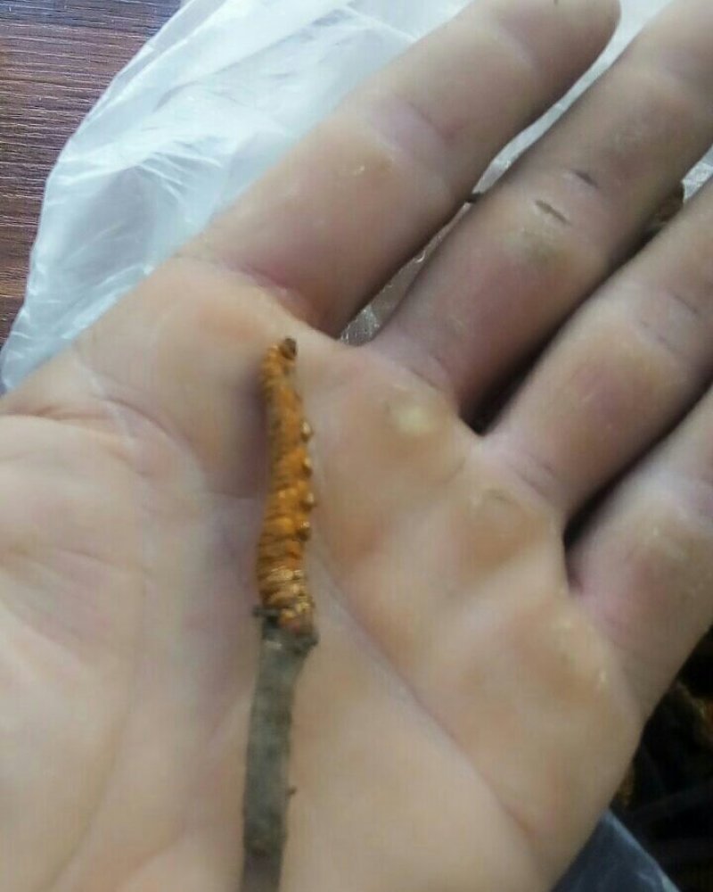 川藏甘孜州理塘县高原虫草