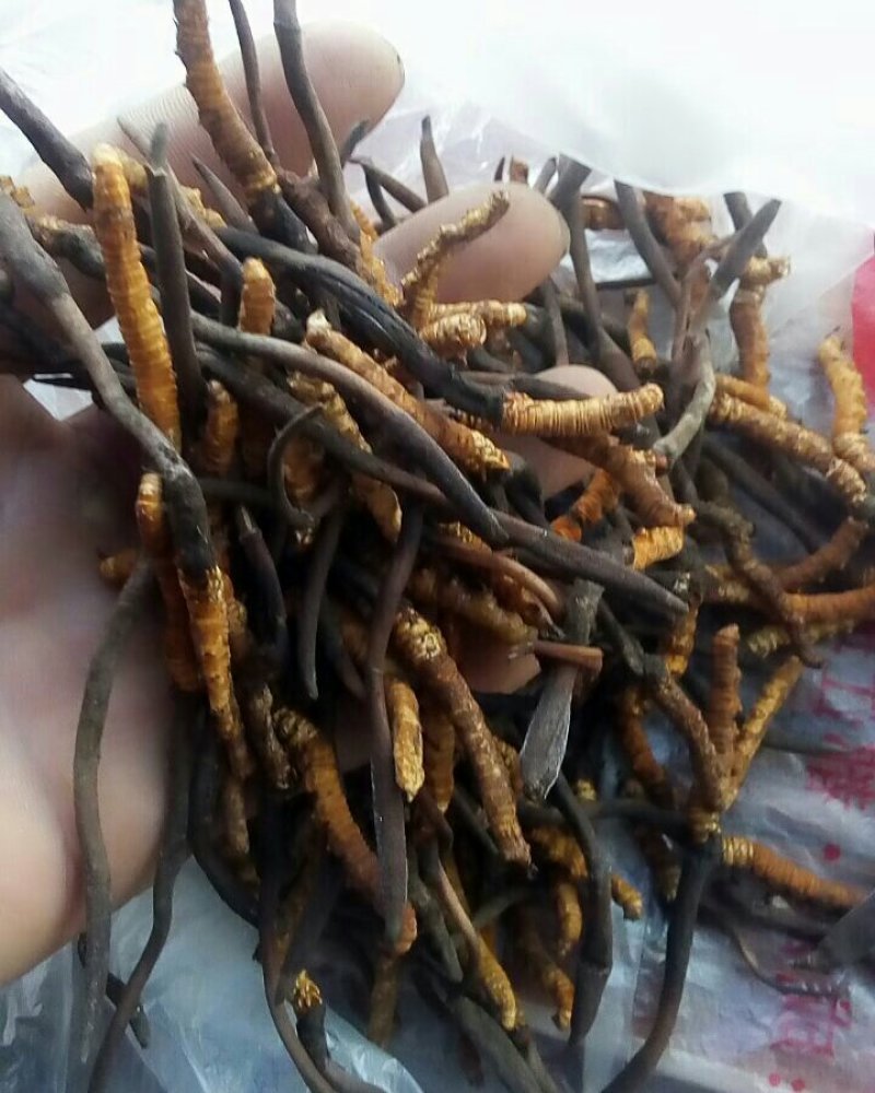 川藏甘孜州理塘县高原虫草
