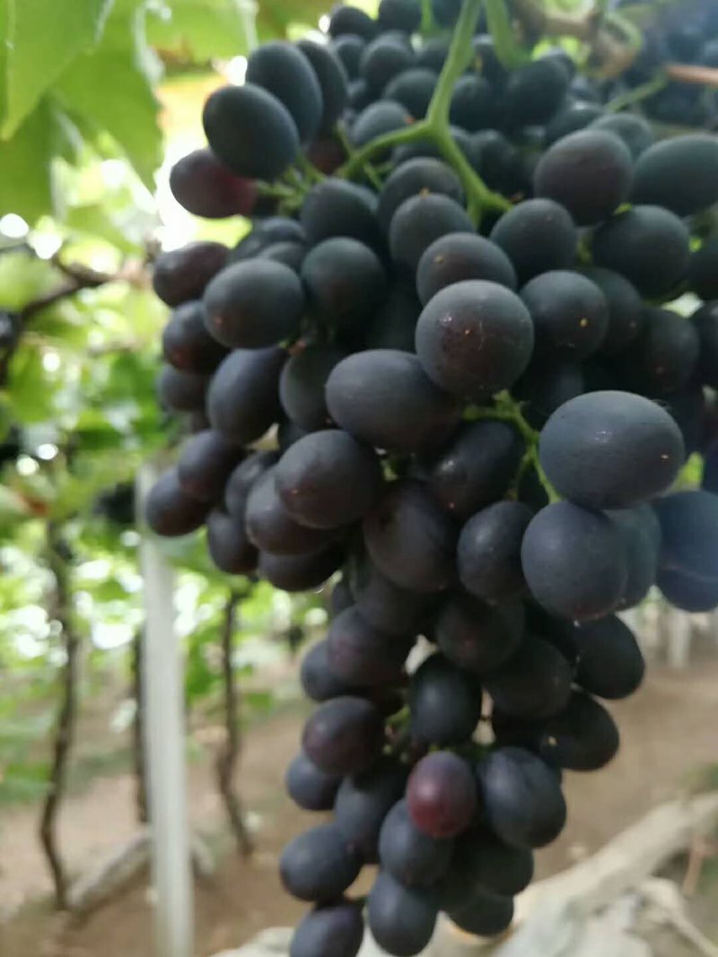 玫瑰香葡萄，大量现货，口感好，大棚种植，万亩生态园，