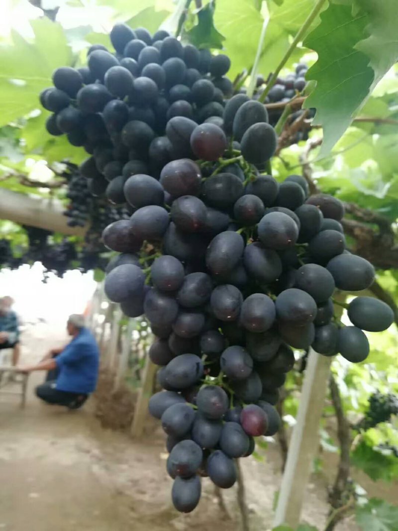 玫瑰香葡萄，大量现货，口感好，大棚种植，万亩生态园，