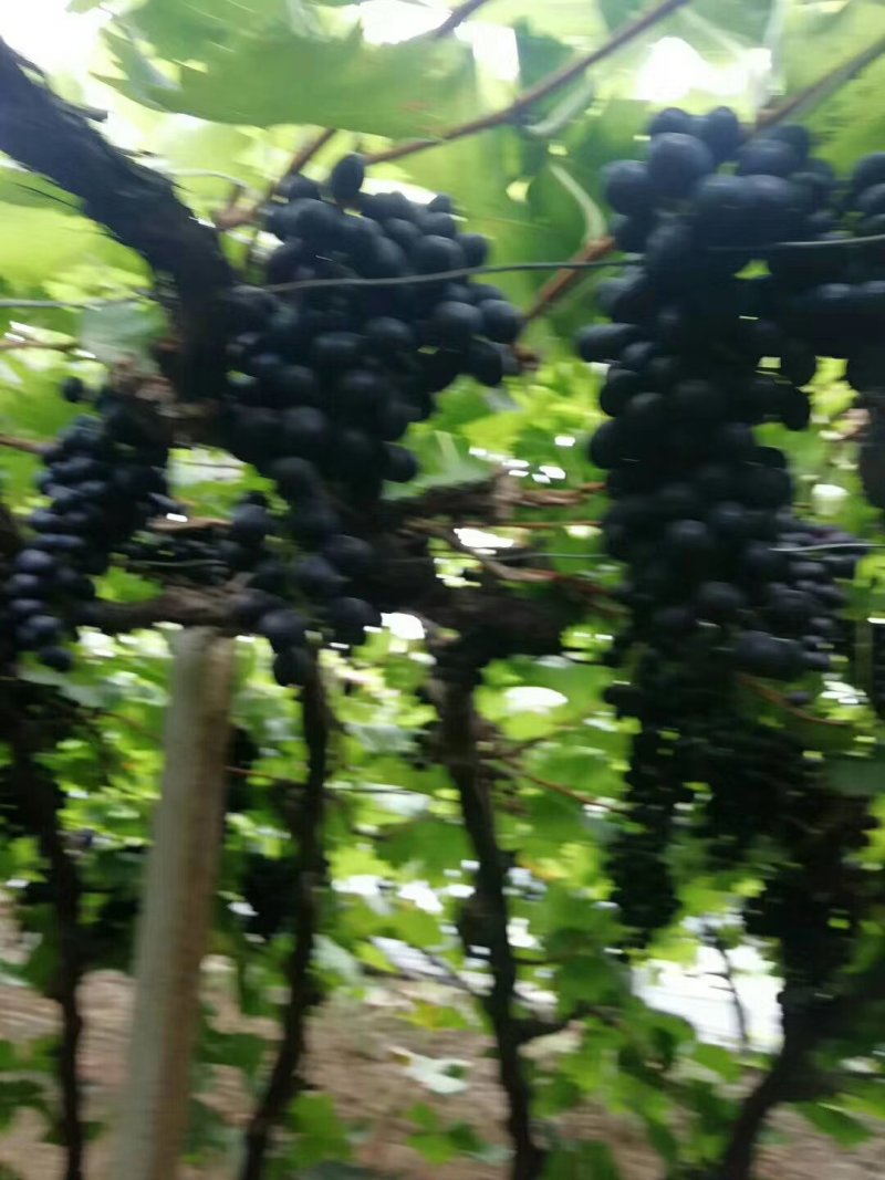 玫瑰香葡萄，大量现货，口感好，大棚种植，万亩生态园，