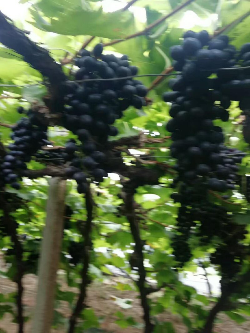 玫瑰香葡萄，大量现货，口感好，大棚种植，万亩生态园，