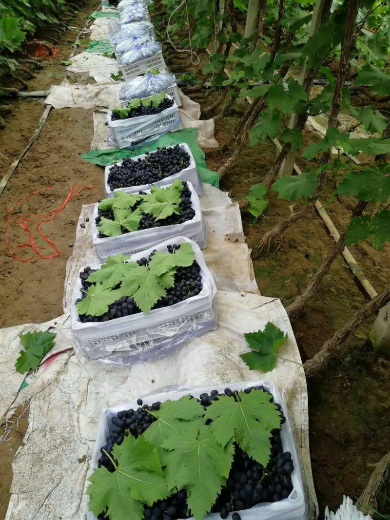 玫瑰香葡萄，大量现货，口感好，大棚种植，万亩生态园，