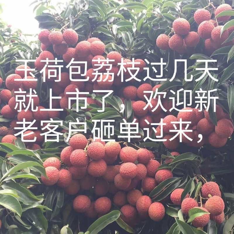 精品双肩玉荷包荔枝大量上市