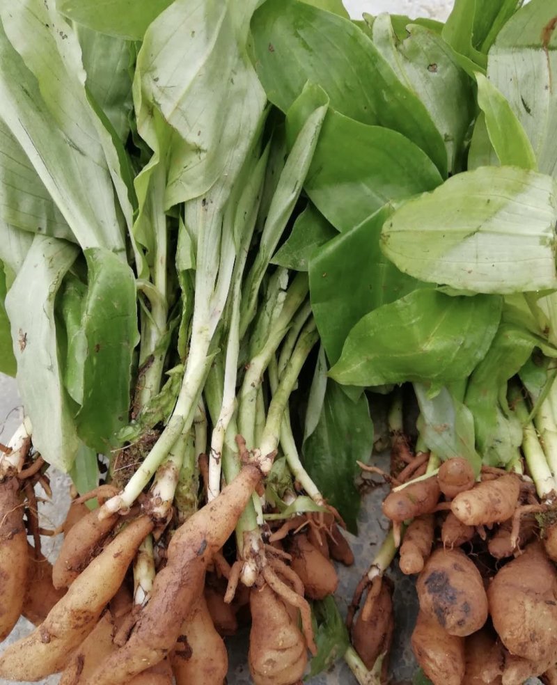 双肾草正品收购
