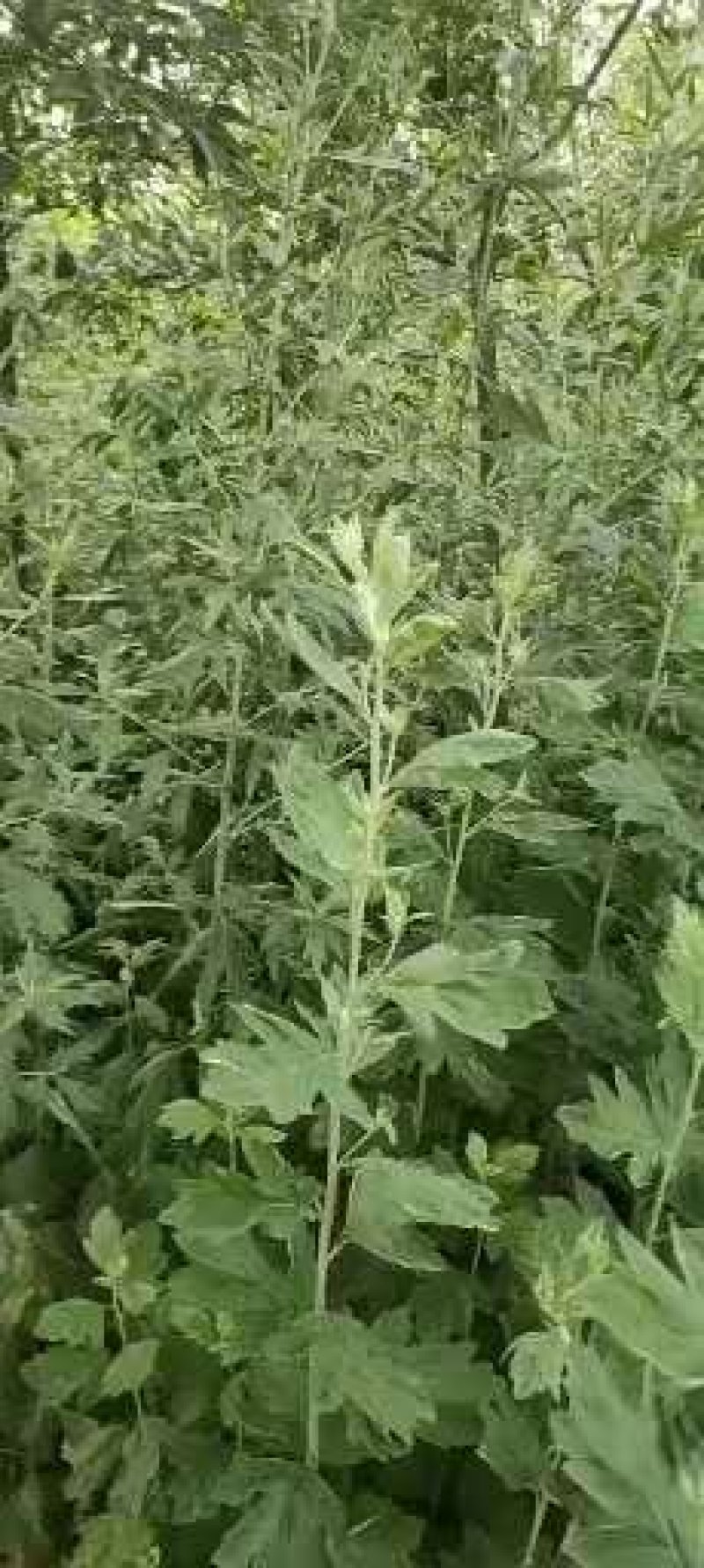 基地批发端午节辟邪艾草需要的联系