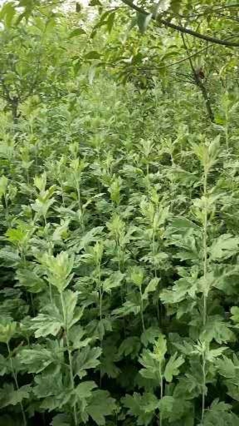 基地批发端午节辟邪艾草需要的联系