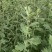 基地批发端午节辟邪艾草需要的联系