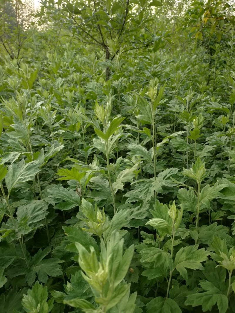 基地批发端午节辟邪艾草需要的联系