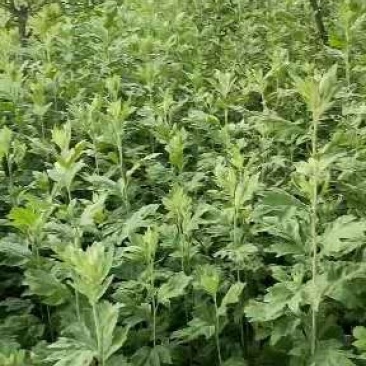 基地批发端午节辟邪艾草需要的联系