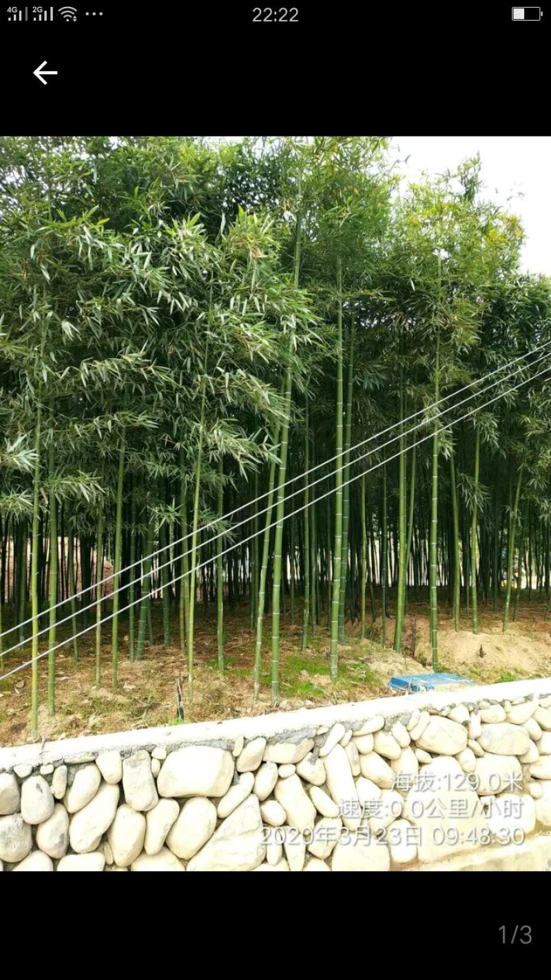 雷竹
