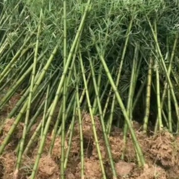 雷竹