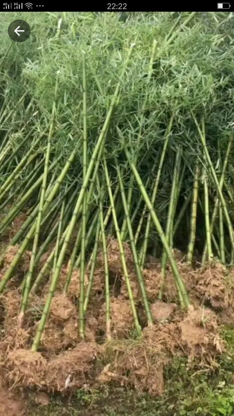 雷竹