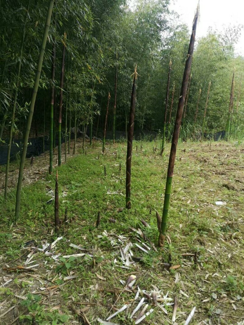 雷竹