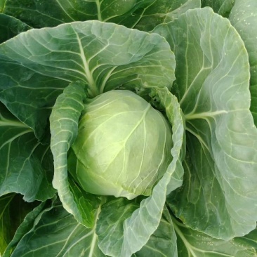 甘蓝包菜扁包菜无中间商大量供货全国供货
