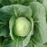 甘蓝包菜扁包菜无中间商大量供货全国供货