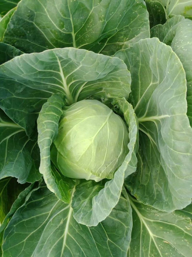 甘蓝包菜扁包菜无中间商大量供货全国供货