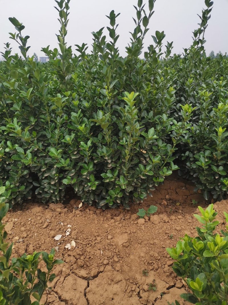 大叶黄杨苗冬青树绿篱四季可栽冠幅大成活率高