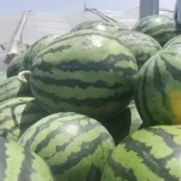 西瓜