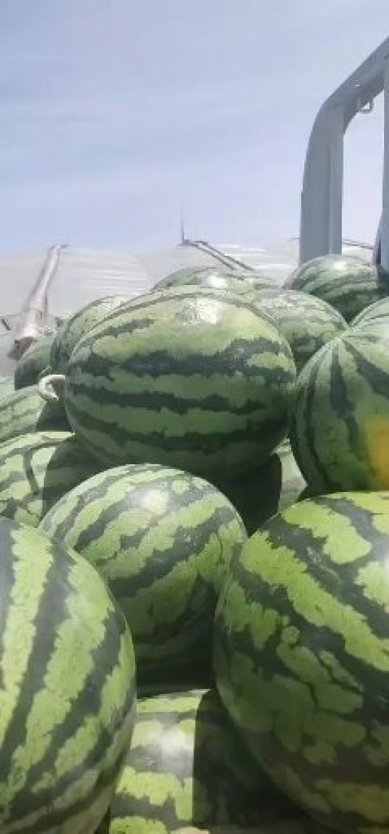 西瓜