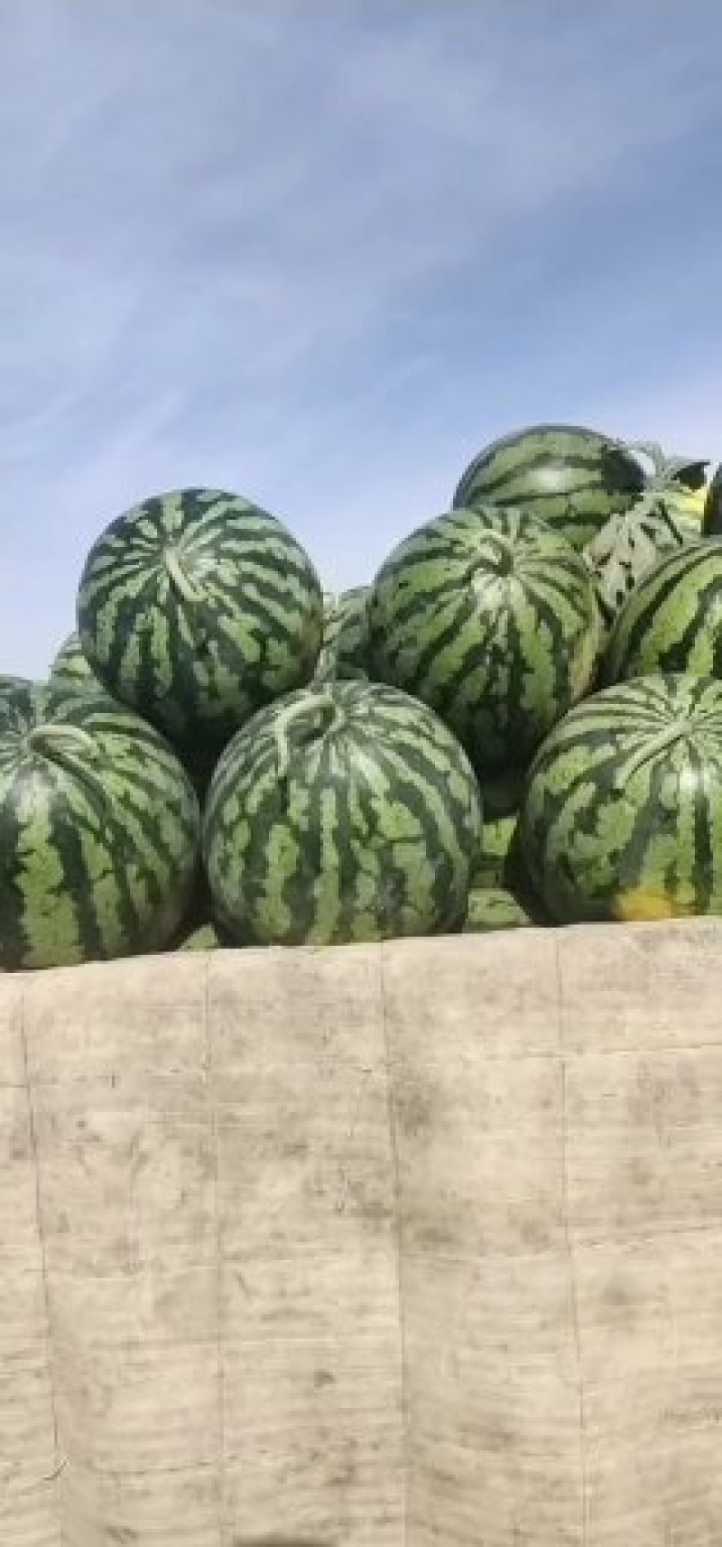 西瓜