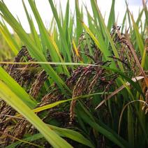 陕西洋县今年的新黑米，有机无公害种植，不打农药，施农家肥