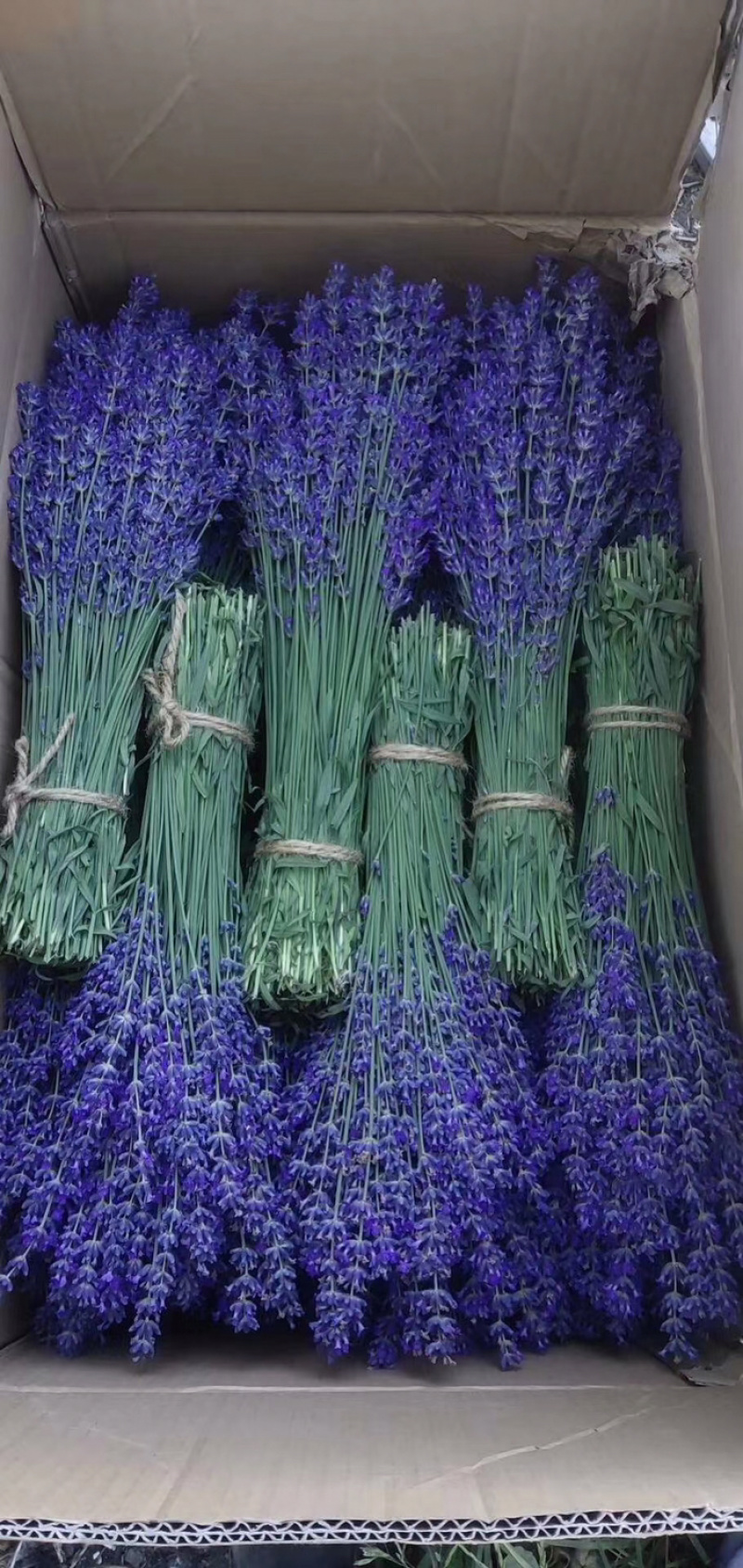 新疆伊犁薰衣草干花250克每束英国蓝干花