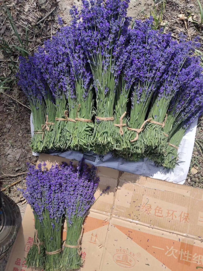 新疆伊犁薰衣草干花250克每束英国蓝干花