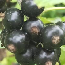 黑加仑苗常年批发黑加仑苗，需要苗可以在一亩田上。
