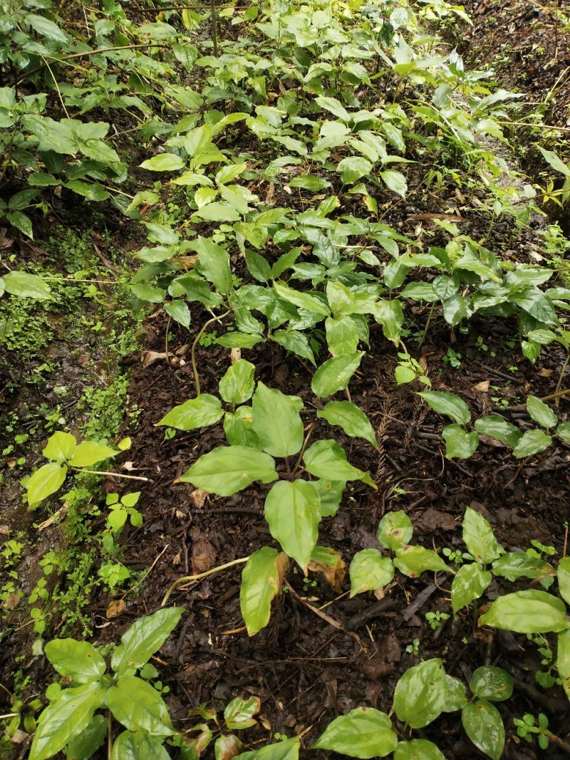 《黑花重楼球药隔》，支持上门看货在下单。