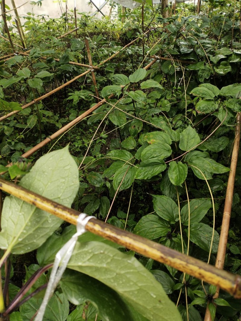 《黑花重楼球药隔》，支持上门看货在下单。