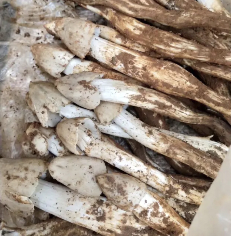 纯野生，产地现采，新鲜，量大质量保证。顺丰包邮。