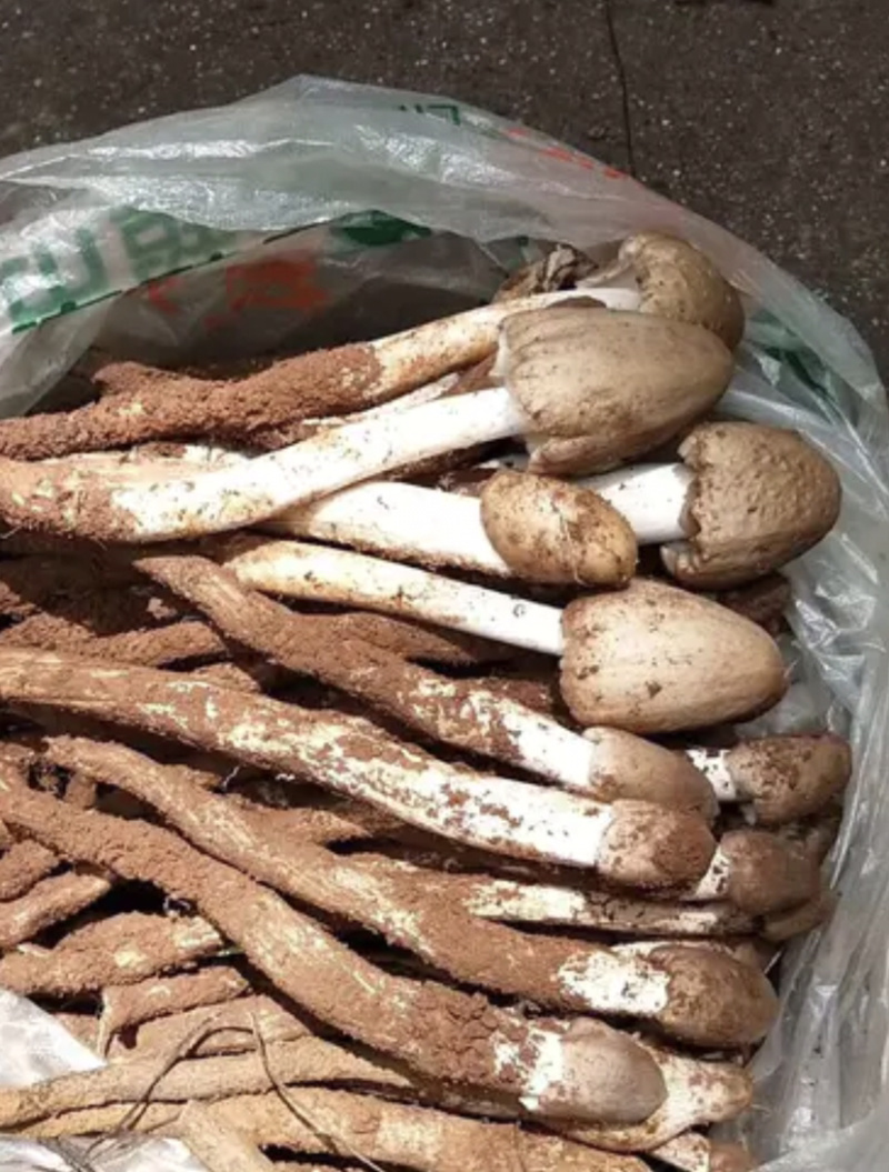 纯野生，产地现采，新鲜，量大质量保证。顺丰包邮。