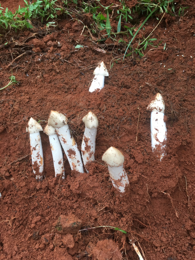 纯野生，产地现采，新鲜，量大质量保证。顺丰包邮。