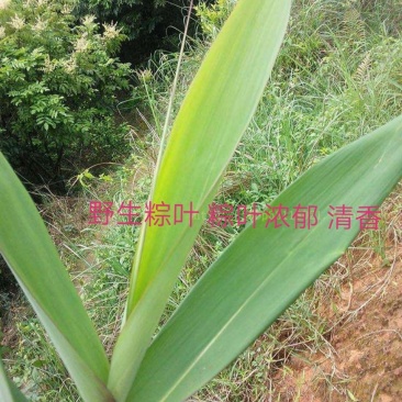 粽子叶野生清香水竹芒叶非芦苇叶