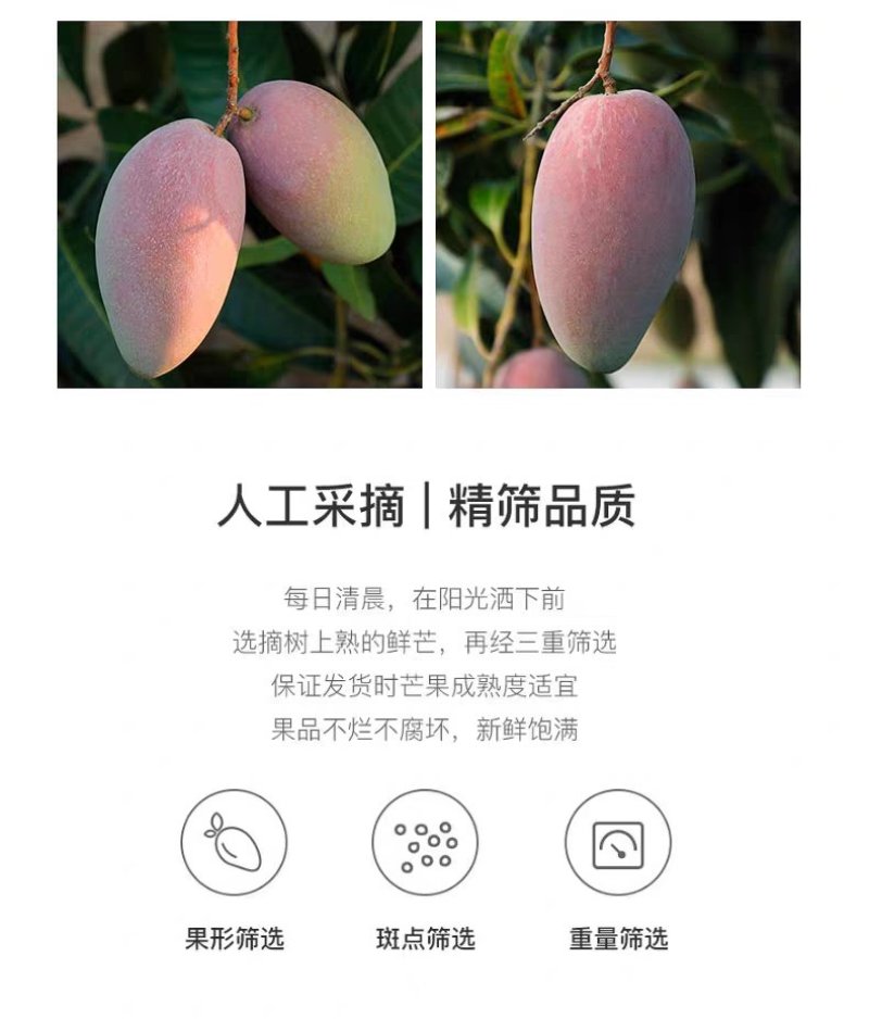 百色田阳田东贵妃芒电商对接
