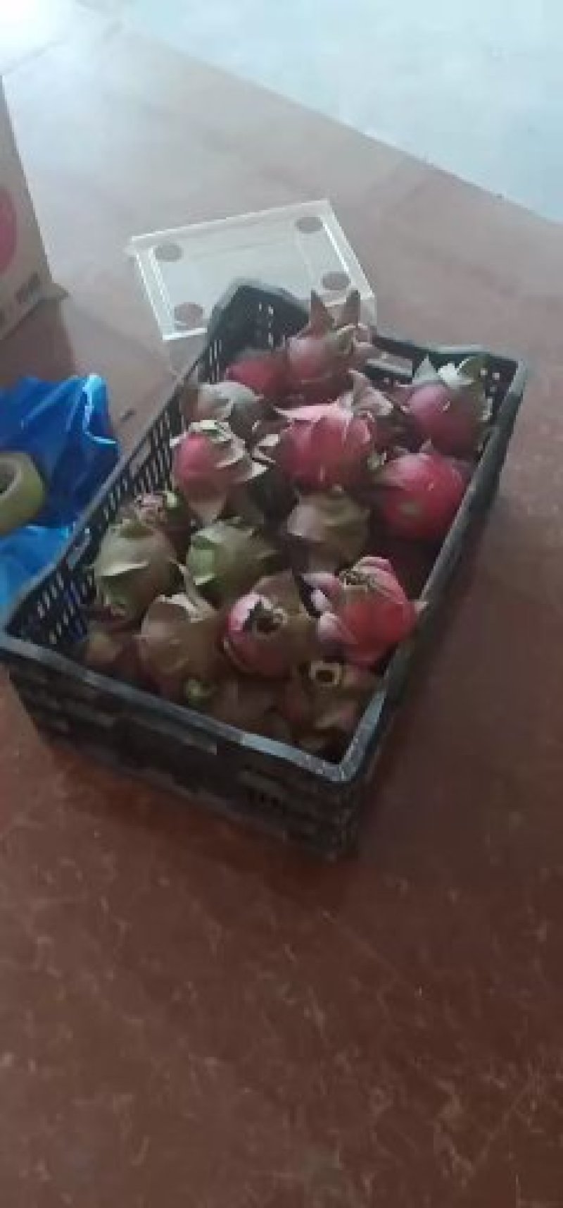 火龙果