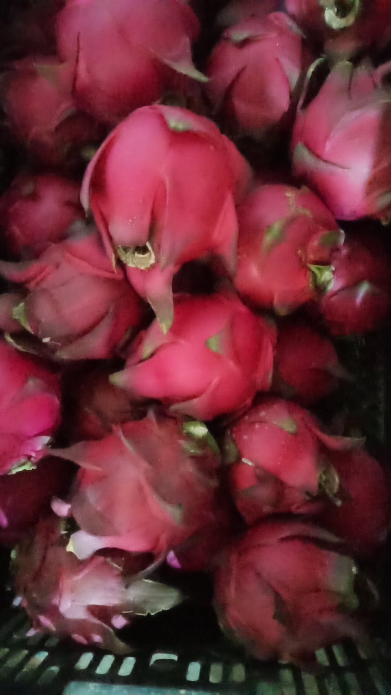火龙果