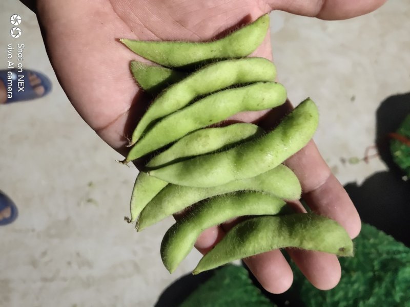 加工厂毛豆台湾75-3基地直供，可视频看货！