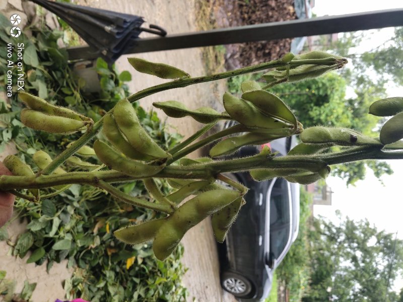 加工厂毛豆台湾75-3基地直供，可视频看货！