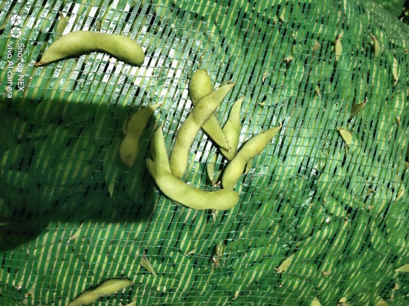 加工厂毛豆台湾75-3基地直供，可视频看货！